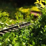 Can Hedge Trimmers Cut Grass? Hedge-trimmer-gras-Tom